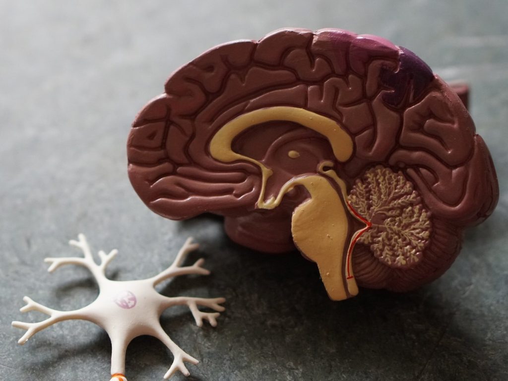 Plastic model of inner brain